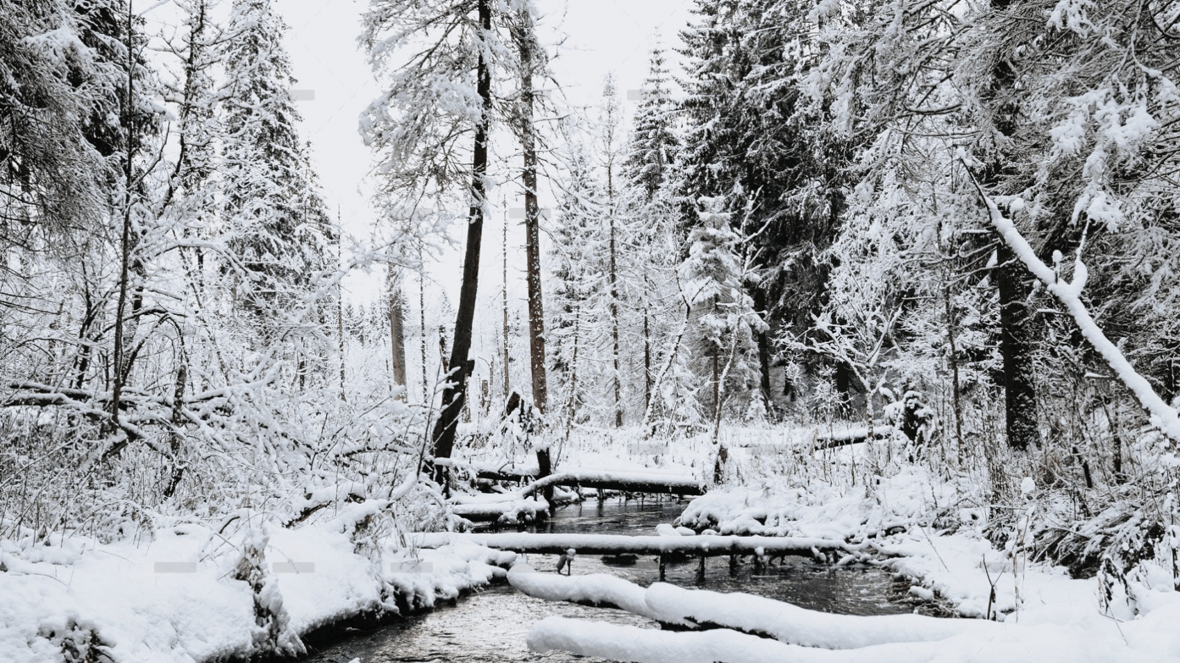 demo-attachment-1932-kristaps-ungurs-zf3gwt5Rod0-unsplash-scaled